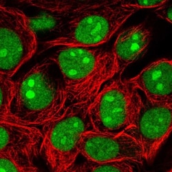 SURF2 Antibody, Novus Biologicals:Antibodies:Primary Antibodies